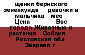 щенки бернского зененхунда. 2 девочки и 2 мальчика(2 мес.) › Цена ­ 22 000 - Все города Животные и растения » Собаки   . Ростовская обл.,Зверево г.